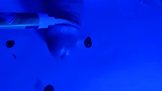 slave &num;3 extreme cock allure